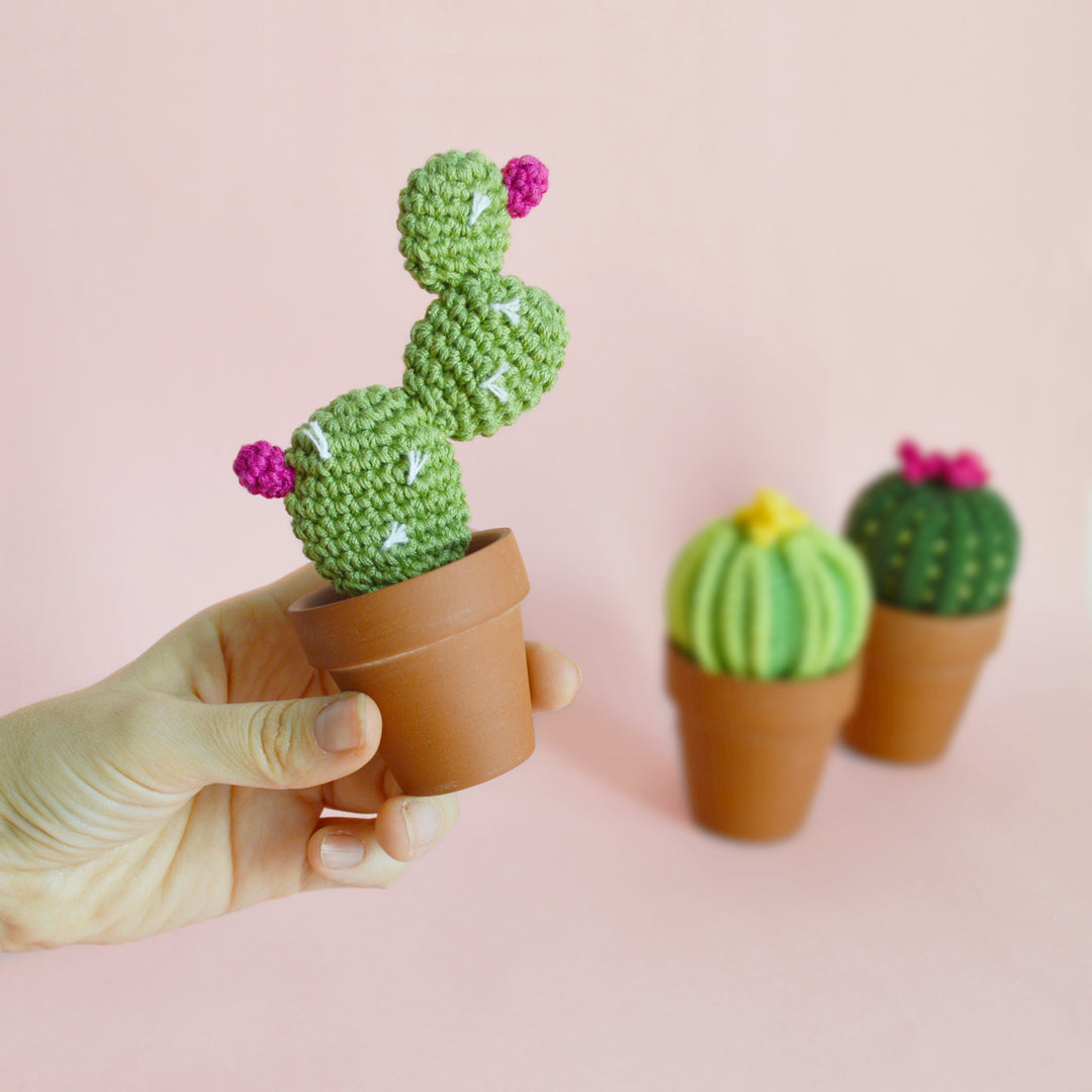 ENCHINO CACTUS